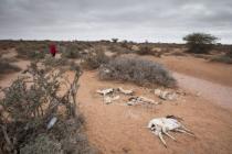 Dead sheep and goats, which died because of the continous drought situation in Somaliland. Photo: Petterik Wiggers/Oxfam