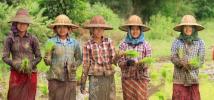 Rice Farmers in Minbu, Myanmar's central Dryzone, Photo: Hein Latt Aung/Oxfam