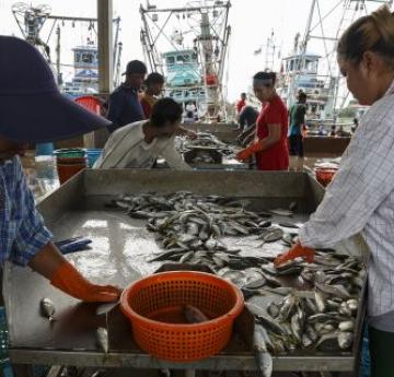 Millions of people who produce and process the food we buy are working in inhumane conditions and struggling to feed their families. We can change this and end the human suffering behind our food.