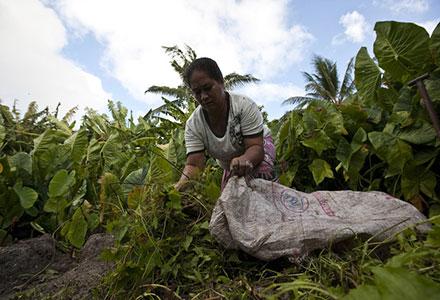 A woman tends to her pulaka pit in Funafuti, Tuvalu.